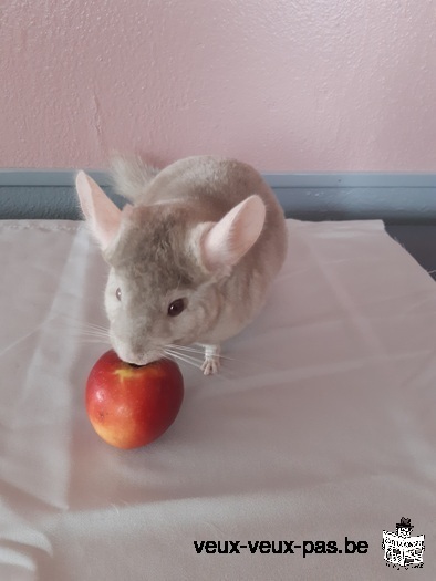 Arrêt élevage de chinchillas