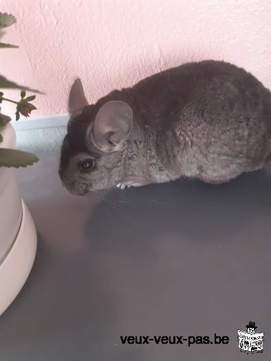 Arrêt élevage de chinchillas