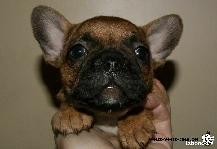 Chiot BOULEDOGUE FRANÇAIS