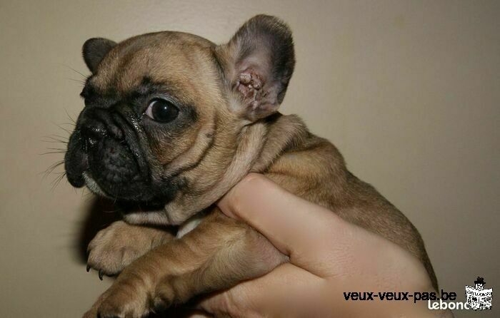 Chiot BOULEDOGUE FRANÇAIS