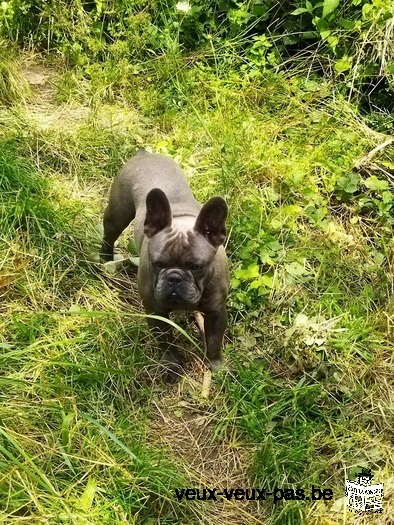 Bouledogue français bleu disponible pour saillie