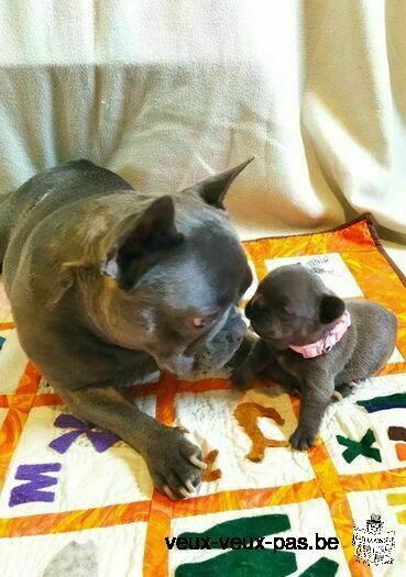 Chiots Bouledogues français bleu disponibles à la réservation