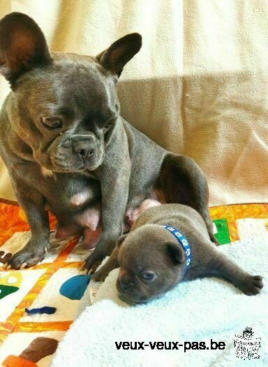 Chiots Bouledogues français bleu disponibles à la réservation