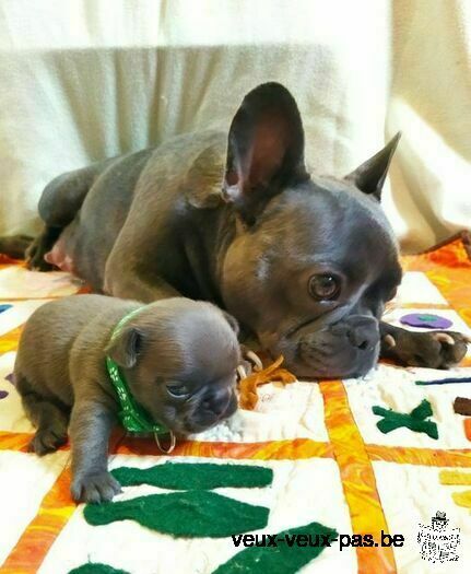 Chiots Bouledogues français bleu disponibles à la réservation