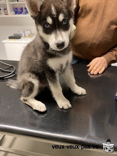 Husky mâle de 2 mois