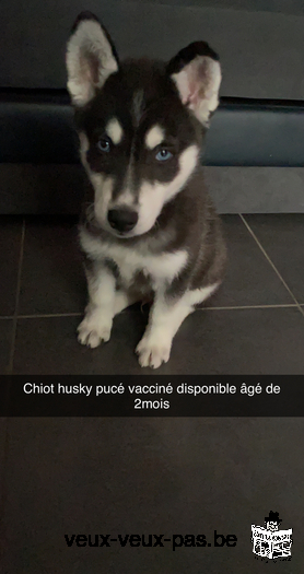 Husky mâle de 2 mois