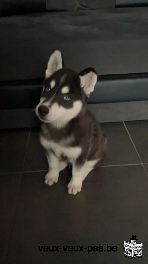 Husky mâle de 2 mois