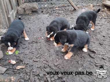 Cinq merveilleux chiots bouviers bernois