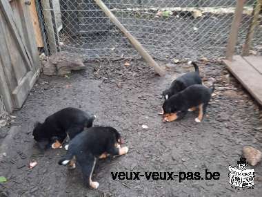 Cinq merveilleux chiots bouviers bernois