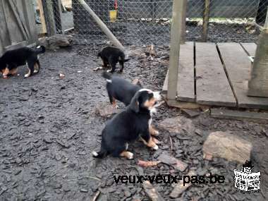 Cinq merveilleux chiots bouviers bernois