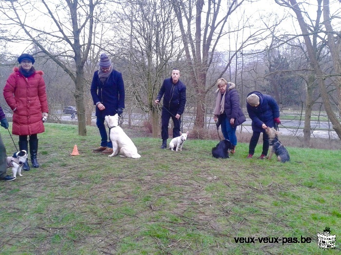 Votre chien tire en laisse STOP qu’au cycle infernal. Cours particulier