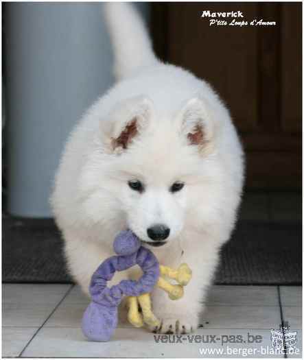 Berger Blanc Suisse pedigree St Hubert à réserver