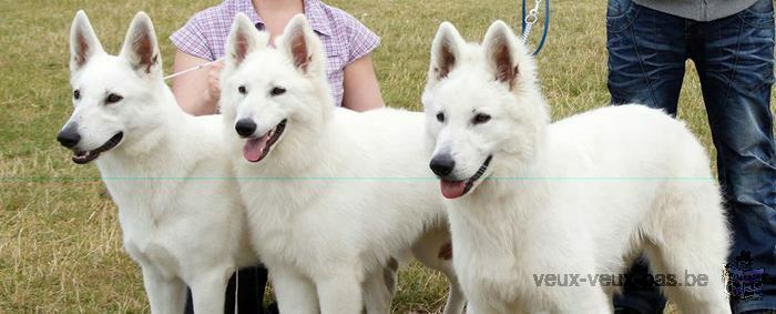 Berger Blanc Suisse pedigree St Hubert à réserver