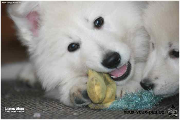 Berger Blanc Suisse pedigree St Hubert à réserver