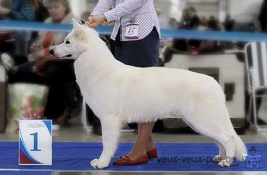 Berger Blanc Suisse pedigree St Hubert à réserver