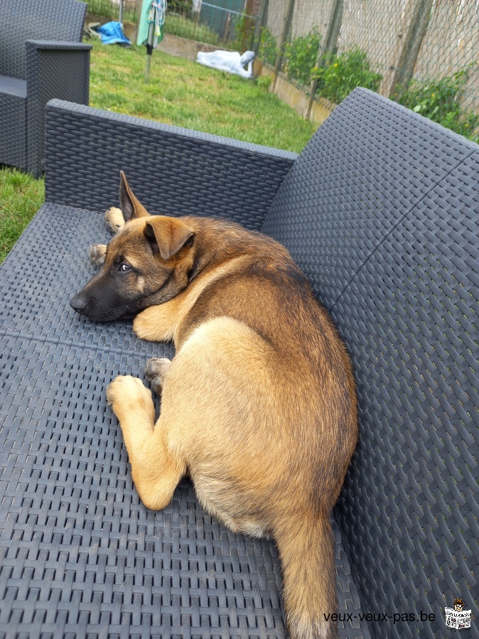 Berger malinois