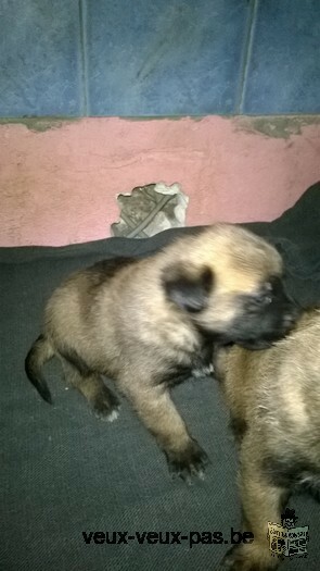 chiots malinois