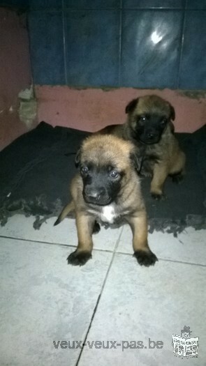 chiots malinois