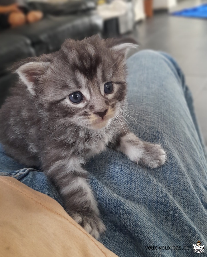 Maine Coon à vendre