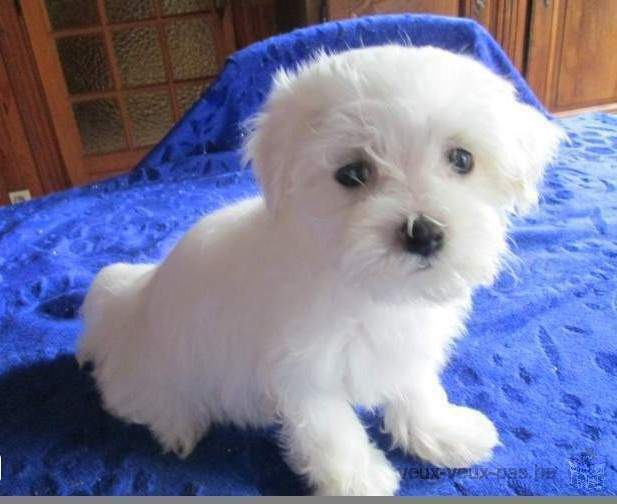 Adorable chiot bichon maltais à donner