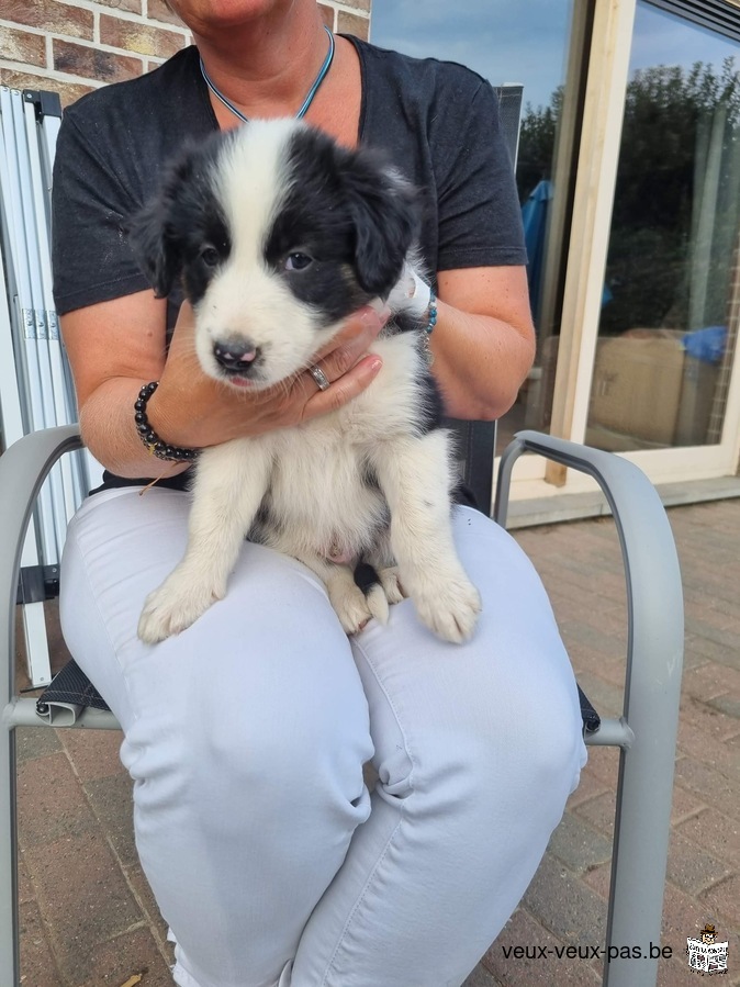 Border collie