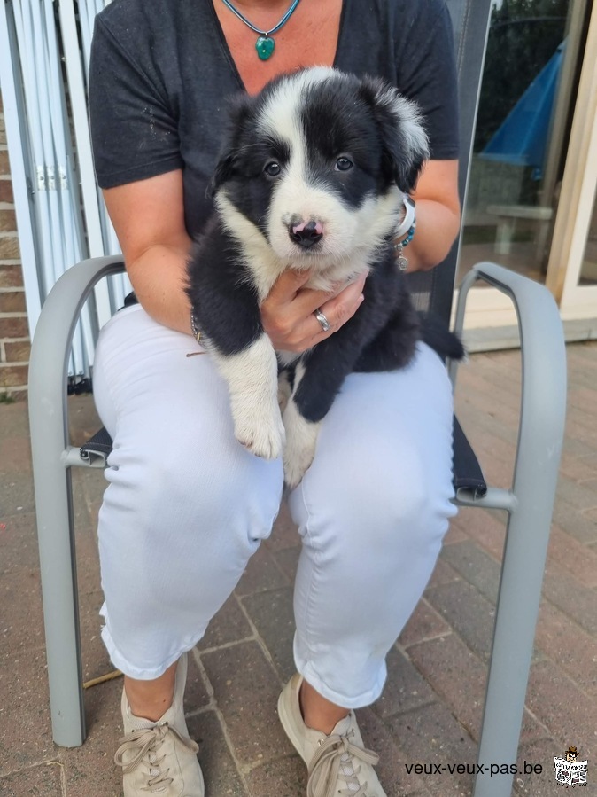 Border collie