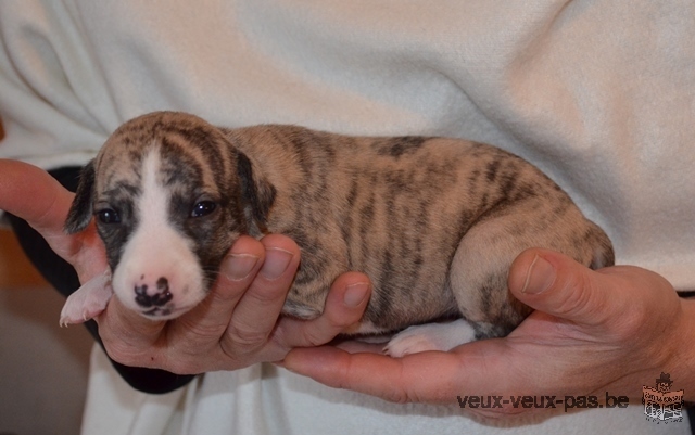 Magnifiques chiots whippet de pure race !