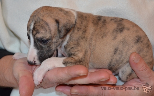 Magnifiques chiots whippet de pure race !