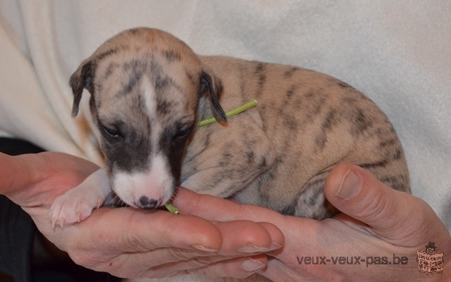 Magnifiques chiots whippet de pure race !