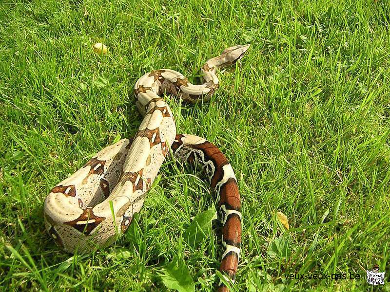 Boa constrictor