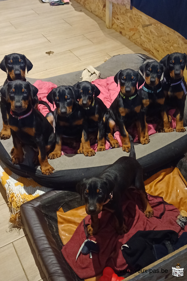 chiots doberman