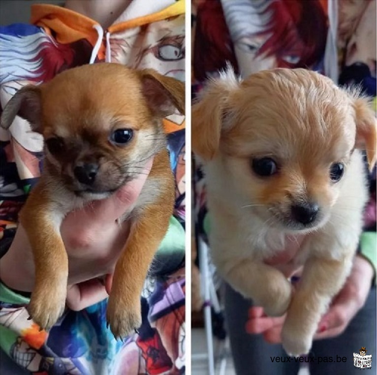 Demande d'adoption pour 1 femelle crème et 1 mâle fauve chiots chihuahua