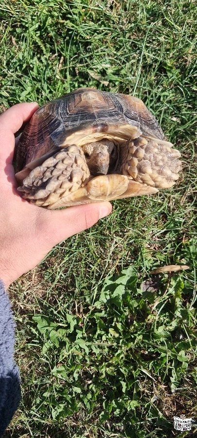 Sulcata