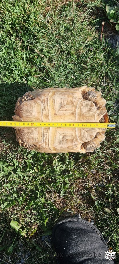 Sulcata