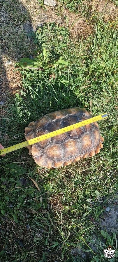 Sulcata