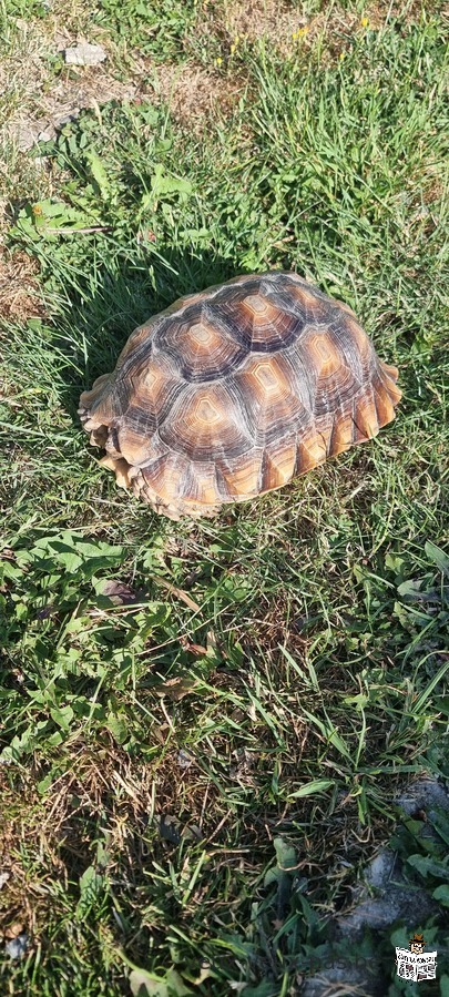 Sulcata