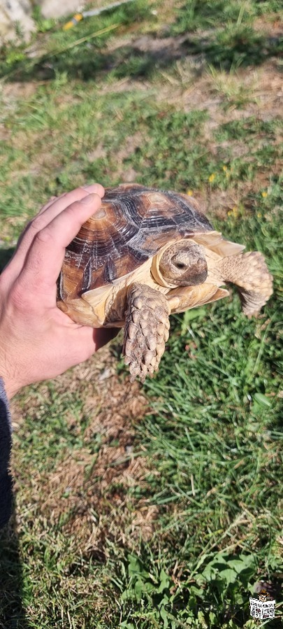 Sulcata