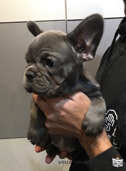 Chiots bouledogue français à partir de 800€