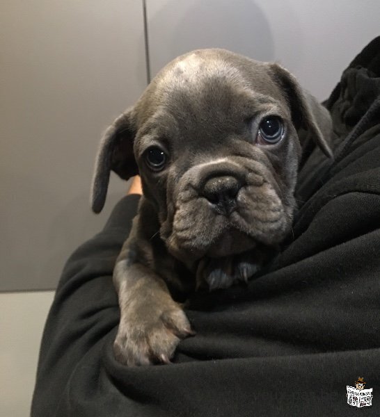 Chiots bouledogue français à partir de 800€