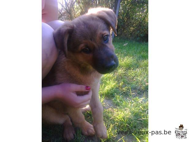 chiot berger allemand croisé malinois femelle