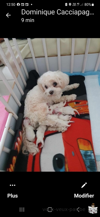 bichon maltai mini toy certifier