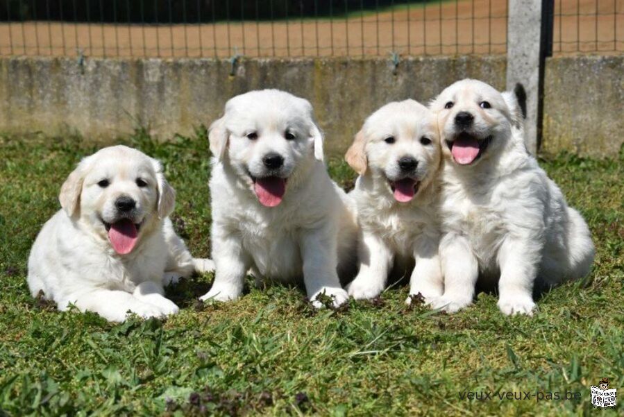 Chiots Golden Retriever disponible.