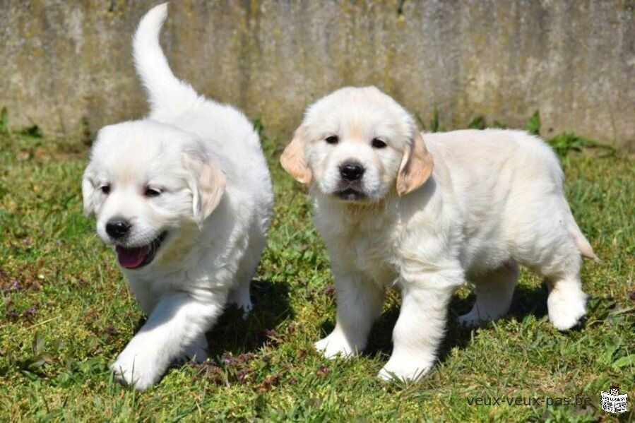 Chiots Golden Retriever disponible.