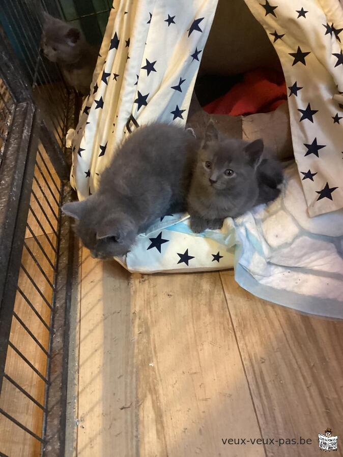 Magnifiques chatons chartreux