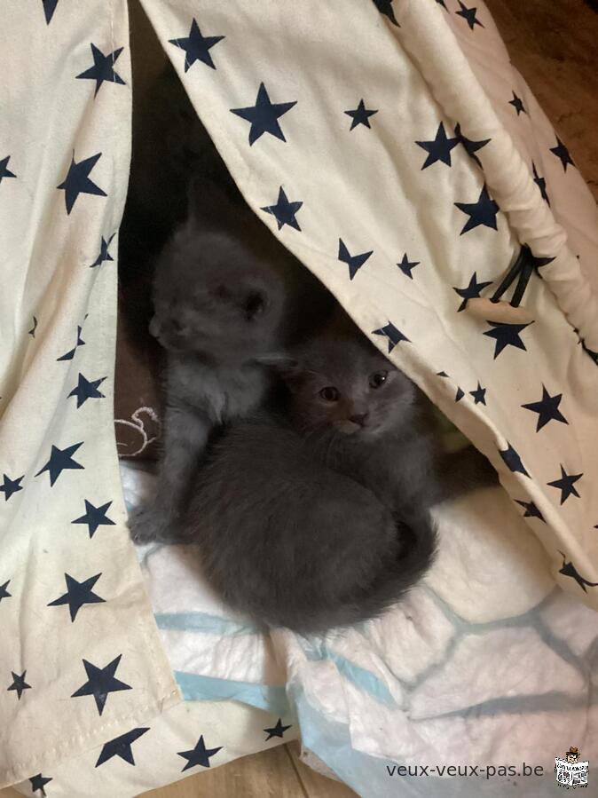 Magnifiques chatons chartreux