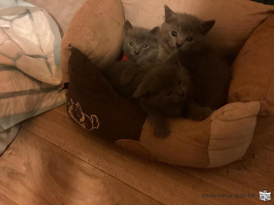 Magnifiques chatons chartreux