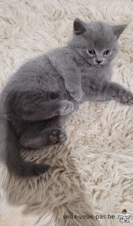 Chaton British shorthair (femelle)