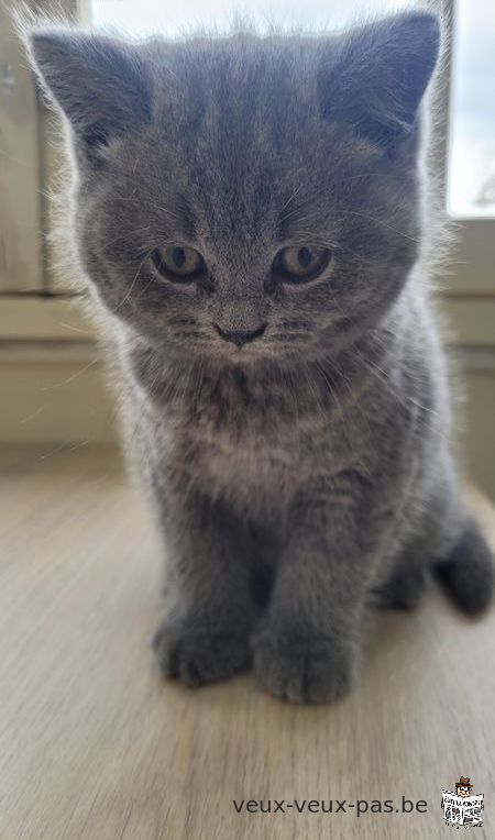 Chaton British shorthair (femelle)