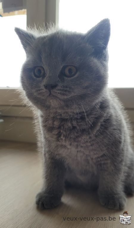 Chaton British shorthair (femelle)