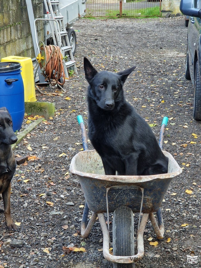 Berger Malinois